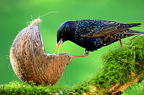 Starling (Sturnus vulgaris) feeding on fat and seed filled coconut shell bird feeder, Bishopswood, Somerset, UK. March.