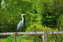 Grey heron (Ardea cinerea) standing on wooden fence, Trinity Waters fishery, Bridgwater, Somerset, UK. May.