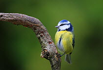RF - Blue tit (Cyanistes caeruleus) perched on a bare branch, Bishopswood, Somerset, UK. October. Cropped. (This image may be licensed either as rights managed or royalty free.)