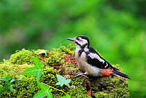 RF - Great spotted woodpecker (Dendrocopos major) juvenile, perched on mossy log, Bishopswood, Somerset, UK. June. Cropped. (This image may be licensed either as rights managed or royalty free.)