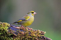 RF - Greenfinch (Chloris chloris) male, perched on mossy log, Bishopswood, Somerset, UK. April. Cropped. (This image may be licensed either as rights managed or royalty free.)