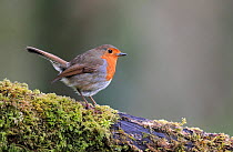 RF - Robin (Erithacus rubecula) perched on on mossy log, Bishopswood, Somerset, UK. April. Cropped. (This image may be licensed either as rights managed or royalty free.)