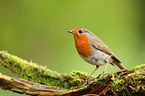 RF - Robin (Erithacus rubecula) perched on mossy branch, Bishopswood, Somerset, UK. May. Cropped. (This image may be licensed either as rights managed or royalty free.)