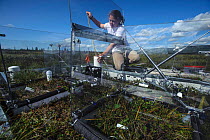 Scientist measuring the growth of tundra plants and the intake and respiration of gases like carbon dioxide, Alaska, USA. August, 2012. Small repro only.