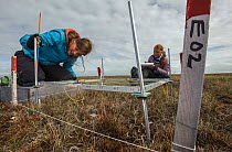 Scientists measuring the growth of tundra plants and the intake and respiration of gases like carbon dioxide, Alaska, USA. July, 2012. Small repro only.