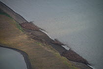 Aerial view of thousands of Pacific walrus (Odobenus rosmarus divergens) coming ashore near Point Lay, Alaska, USA. Arctic Ocean, August 23, 2015. Thousands of Pacific walrus haul out very early on th...
