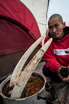 Inupiat hunter boiling a walrus head to make ready for carving. Carving of walrus tusk, ivory and whalebone is a livelihood for many Yup'ik and Inupiat artists, Wainwiright, Alaska, USA. July, 2015.