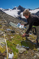 Alpine botanist counting and measuring plants to study the affects of climate change, high in the Austrian Alps, Schrankogel Mountain, Austria. August, 2014.