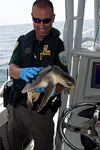 Wildlife enforcement agent on boat holding Kemp's ridley sea turtle (Lepidochelys kempii) checking for possible traces of oil, 30 miles southwest of the Mississippi Delta, Louisiana, Gulf of Mexi...