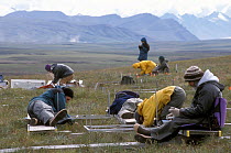 Biologist Dr. Terry Chapin (right) and a group of graduate students counting each plant in meter square plots, part of an ecological survey, Toolik Lake, Alaska, USA.