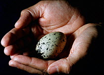 Ornithologist holding Marbled murrelet (Brachyramphus marmoratus) egg in hands, USA.