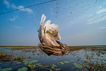 Indian pond heron (Ardeola grayii) entangled in gill net spread across a lake. Volunteers from the Human & Environmental Alliance League (HEAL) cut down the net and released the heron, Murshidabad, We...