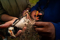 Volunteers from the Human & Environmental Alliance League (HEAL) cutting free an Asian pied starling (Gracupica contra) entangled in net, Murshidabad, West Bengal. December, 2022. Bird Photographer of...