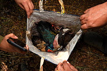A bag confiscated from a poacher containing dead birds including Red-headed swamp hen (Porphyrio sp.), Bronze-winged jacana (Metopidius indicus), Cotton pygmy goose (Nettapus coromandelianus), Eurasia...