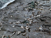 Northern gannet (Morus bassanus) carcasses covering the cliffside. Recently deceased birds killed by avian flu during a super-spreader event, Hermaness National Park, Shetland, UK. July, 2022. Bird Ph...