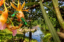 Two Orchid bees (Euglossa sp.) feeding from orchid flower, Cayo District, Belize.