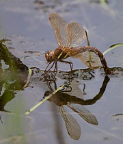 Brown hawker (Aeshna grandis) female laying eggs in water, Finland. July.