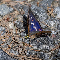 Lesser purple emperor (Apatura ilia) male, resting on a rock, Finland. July.