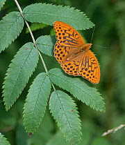 Silver-washed fritillary butterfly (Argynnis paphia) male, resting on leaf, Finland. July.