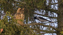 Hooded crow (Corvus cornix) perched on branch crowing at a roosting Eurasian eagle-owl (Bubo bubo), Finland. January.