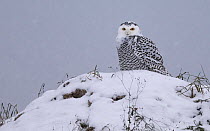 Snowy owl (Bubo scandiacus) juvenile, perched on snow, Muurame, Finland. December.