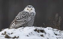 Snowy owl (Bubo scandiacus) juvenile, perched on snow, Muurame, Finland. December.