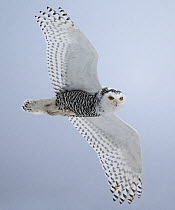 Snowy owl (Bubo scandiacus) in flight, Muurame, Finland. December.