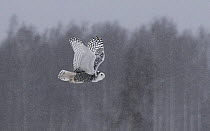 Snowy owl (Bubo scandiacus) flying through falling snow, Muurame, Finland. December.
