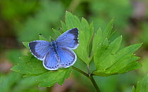 Holly blue butterfly (Celastrina argiolus) female, resting on a leaf, Finland. May.