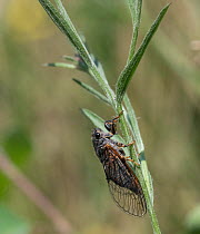 New Forest cicada (Cicadetta montana) resting on plant stem, the only cicada species native to England and Finland, Finland. June.