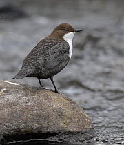 White-throated dipper (Cinclus cinclus) perched on rock at edge of stream, Muurame, Finland. March.