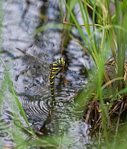 Golden-ringed dragonfly (Cordulegaster boltonii) female,  laying eggs in water, Finland. July.