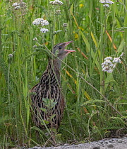 Corncrake (Crex crex) male, standing among vegetation, calling, Finland. July.