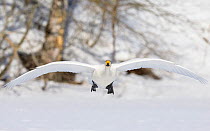 Whooper swan (Cygnus cygnus) in flight over snow, Muurame, Finland. March.