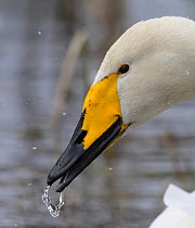 Whooper swan (Cygnus cygnus) drinking, head portrait, Muurame, Finland. April.