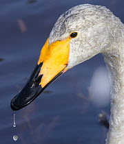 Whooper swan (Cygnus cygnus) juvenile drinking, head portrait, Muurame, Finland. April.
