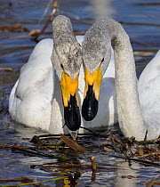 Two Whooper swans (Cygnus cygnus) juvenile, side by side on water, Muurame, Finland. April.
