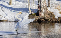 Whooper swan (Cygnus cygnus) standing on ice on water surface, spreading wings, Muurame, Finland. March.