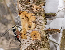 White-backed woodpecker (Dendrocopos leucotos) female, perched on tree trunk alongside excavated holes, Muurame, Finland. January.
