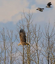 White-tailed eagle (Haliaeetus albicilla) in flight being chased by two Hooded crows (Corvus cornix), Finland. May.