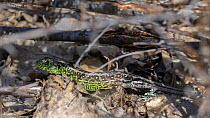 Sand lizard (Lacerta agilis) male, resting on a rock, Finland. May.