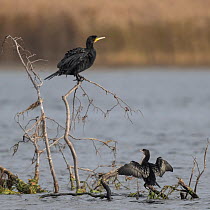 Pygmy cormorant (Microcarbo pygmaeus) perched on dead branch in lake, spreading its wings with Great cormorant (Phalacrocorax carbo) perched close by, Finland. October.