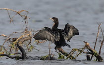 Pygmy cormorant (Microcarbo pygmaeus) perched on dead branch in lake, spreading its wings, Finland. October.
