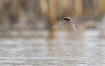 Daubenton's bat (Myotis daubentonii) in flight over water during the day, Finland. May.