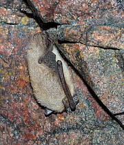 Daubenton's bat (Myotis daubentonii) hibernating in a cave, Finland. April.