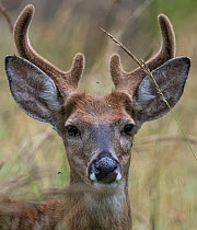 White-tailed deer (Odocoileus virginianus) male, head portrait, ears covered in Castor bean ticks (Ixodes ricinus), Finland. August.