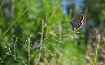 Silver-studded blue butterfly (Plebejus argus) male in flight, Finland. July.