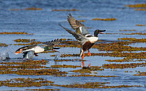 Northern shoveler (Spatula clypeata) male, chasing away another male, Parainen, Finland. May.
