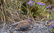 Laughing dove (Spilopelia senegalensis) perched on the ground, Pasila, Finland. October.
