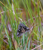 Scarce silver moth (Syngrapha interrogationis) resting on grass, Finland. August.